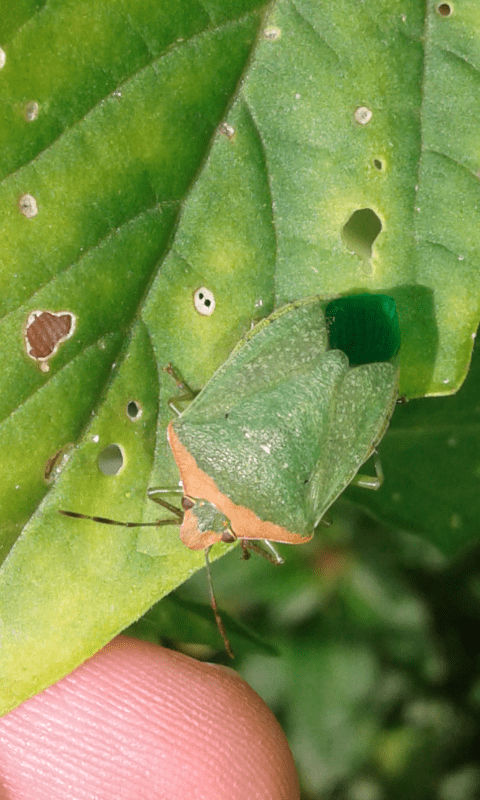 Nezara viridula f. torquata (Pentatomidae), ma...